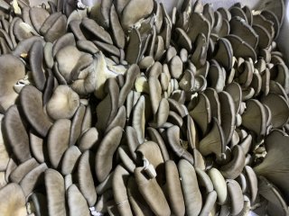 新鮮蔬菜水果配送能改善健康嗎，新鮮蔬菜水果配送改善健康生活