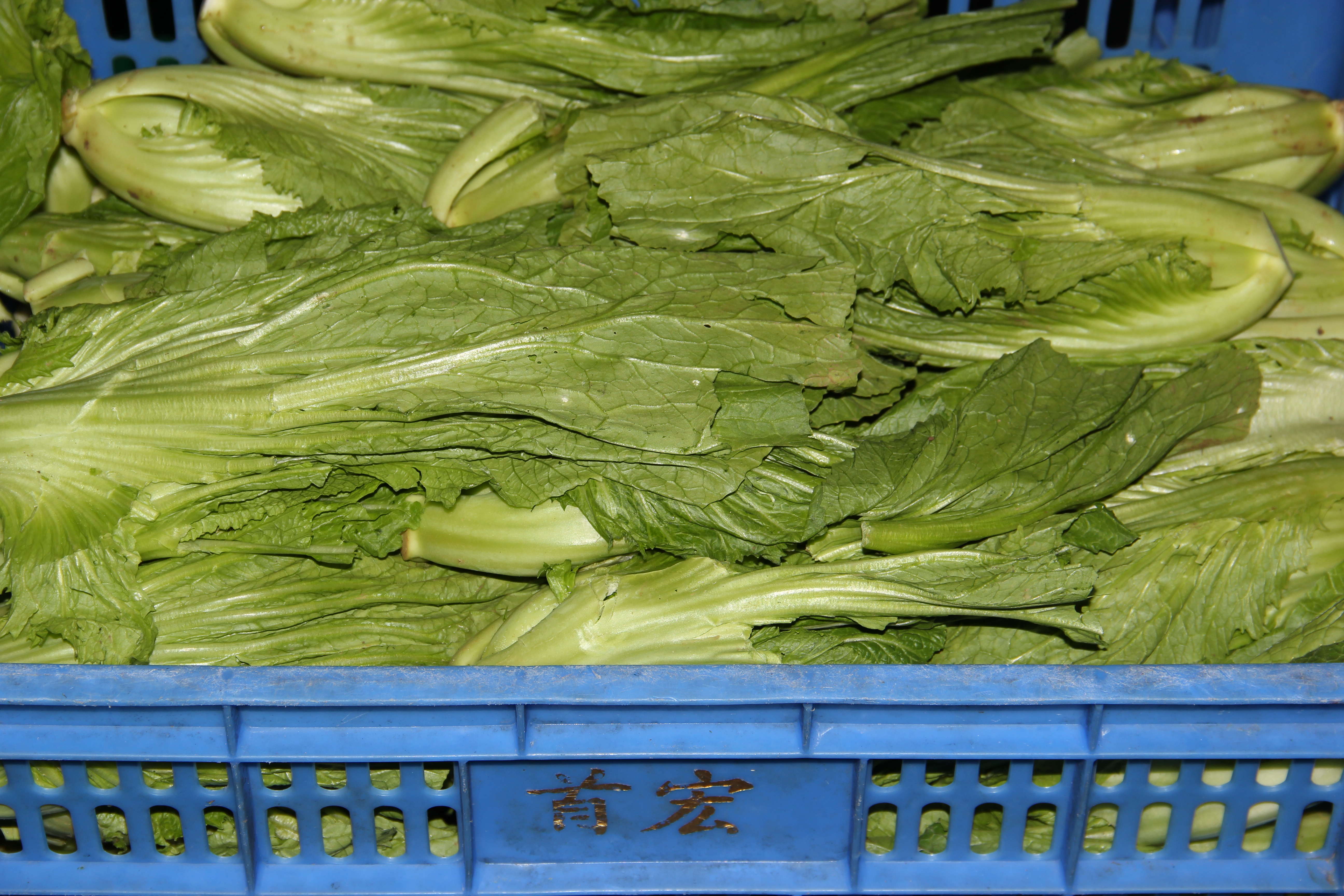 蔬菜供應(yīng)商