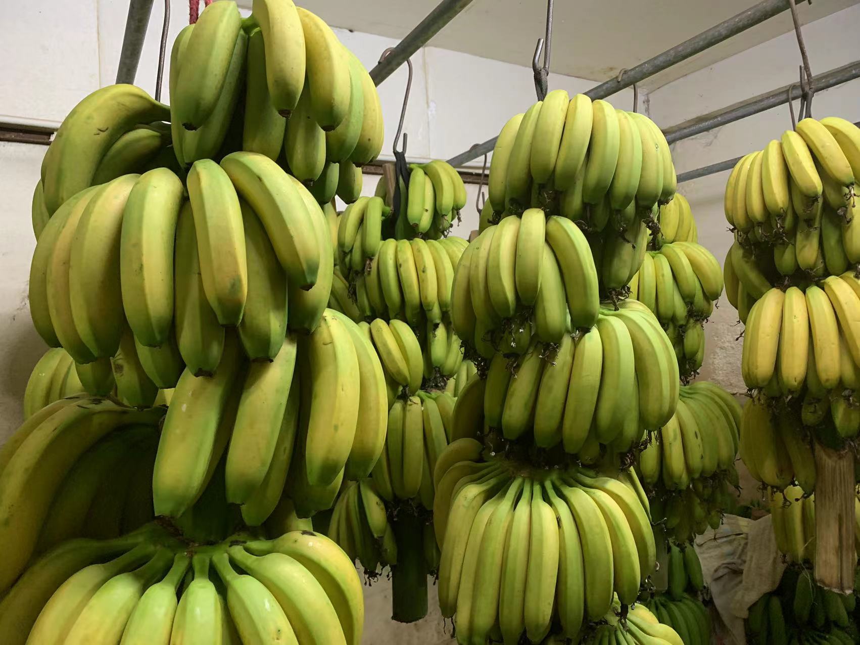 首宏蔬菜配送公司帶來全新購物體驗(yàn)，滿足您的新鮮蔬菜需求