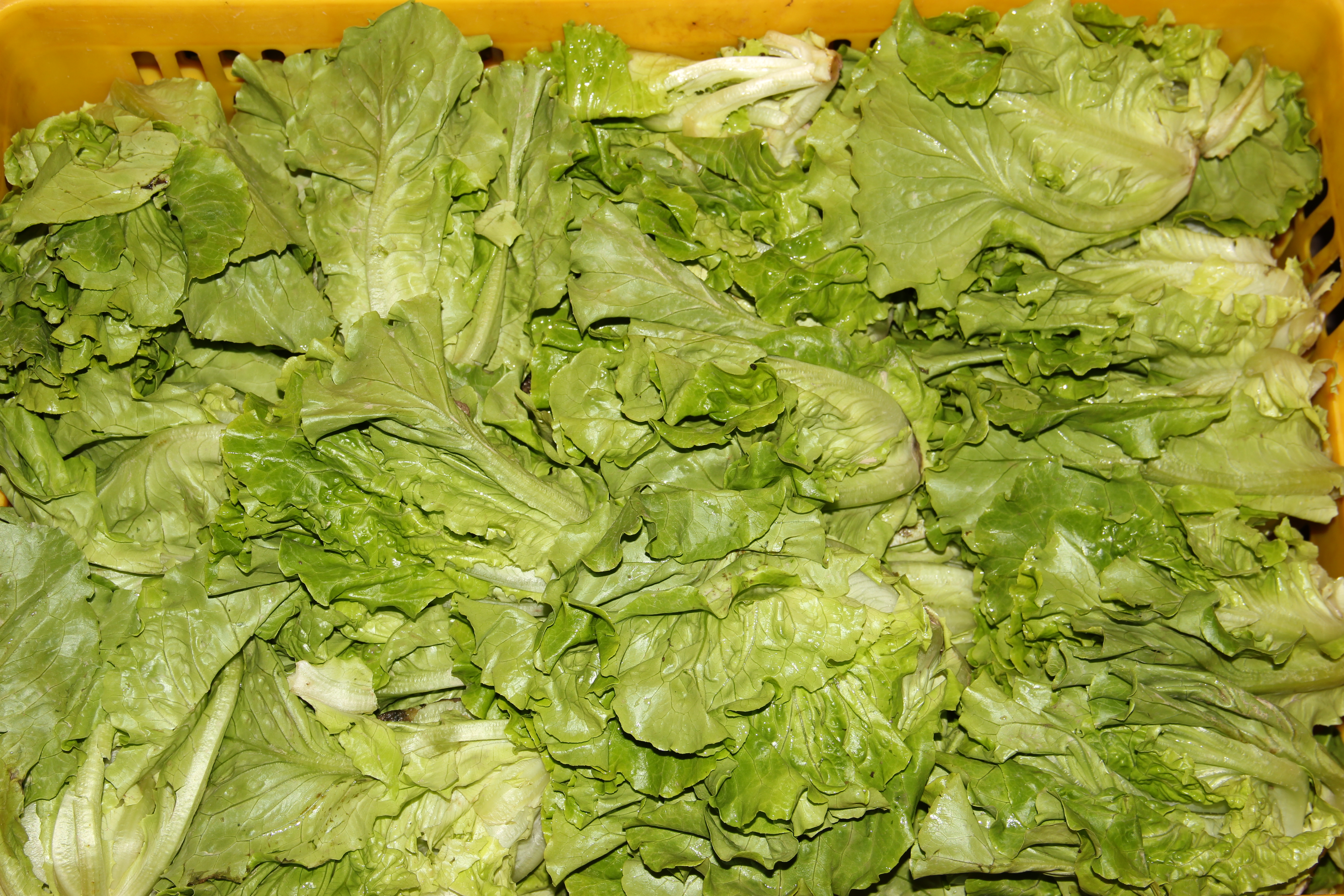 學(xué)校蔬菜配送有何福利，學(xué)校蔬菜配送保障學(xué)生營養(yǎng)健康