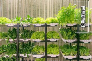 東莞市莞城區(qū)的蔬菜配送為何大受歡迎？