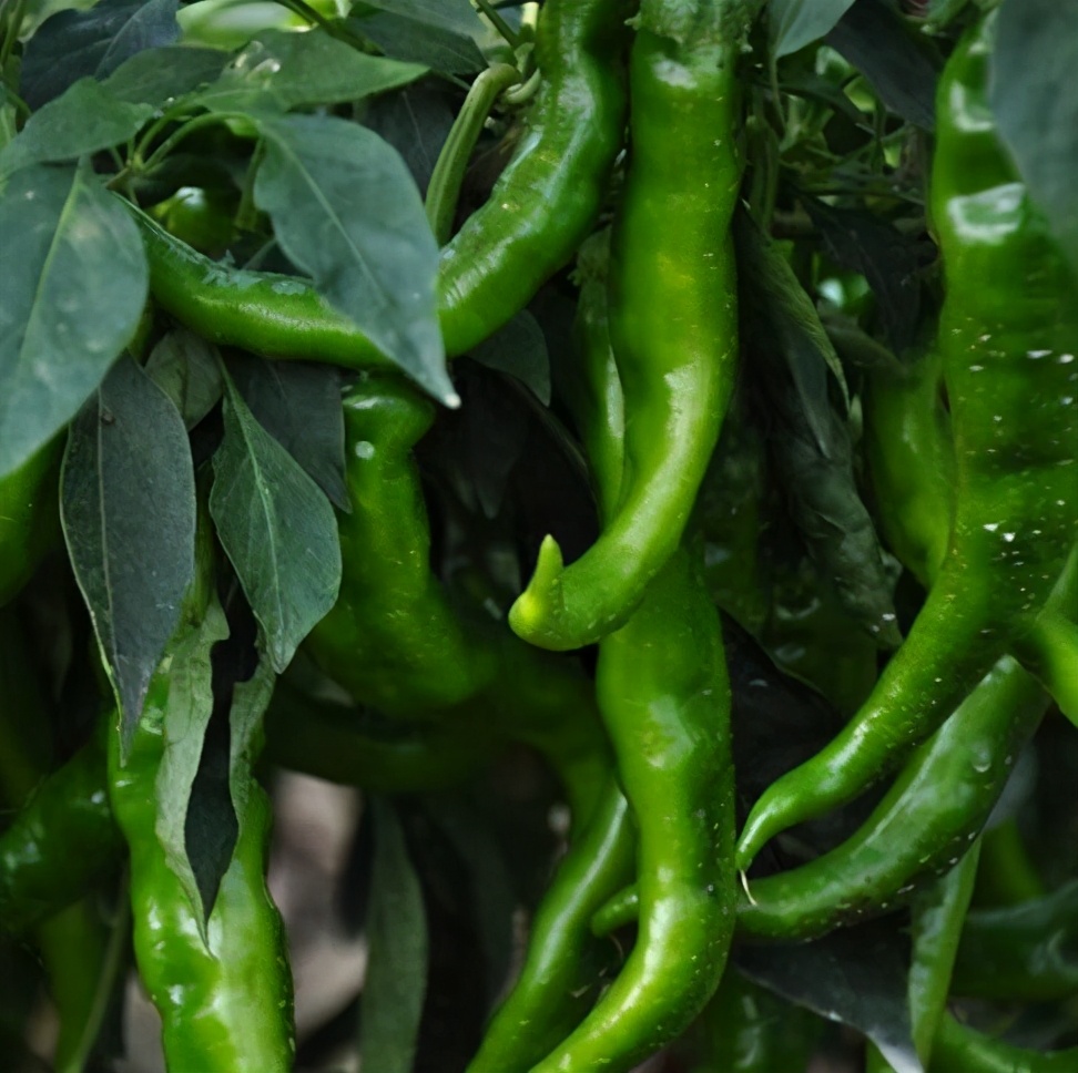 面對(duì)青椒你真的會(huì)挑選嗎？市場(chǎng)商販教你幾點(diǎn)，輕松區(qū)分辣和不辣