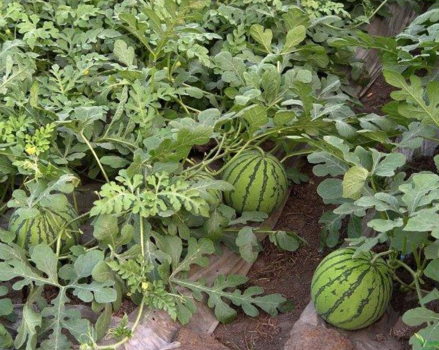 西瓜應(yīng)該如何挑選？瓜販教你幾個(gè)挑瓜小妙招，一看一個(gè)準(zhǔn)