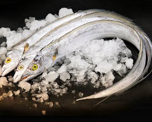 這4種海魚無法人工養(yǎng)殖價格不貴 建議企業(yè)食堂可以多預(yù)定