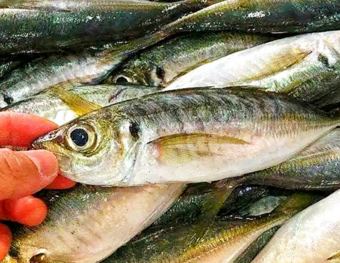 遇到這4種野生海魚別錯過，目前無法人工養(yǎng)殖，純野生價格還不貴