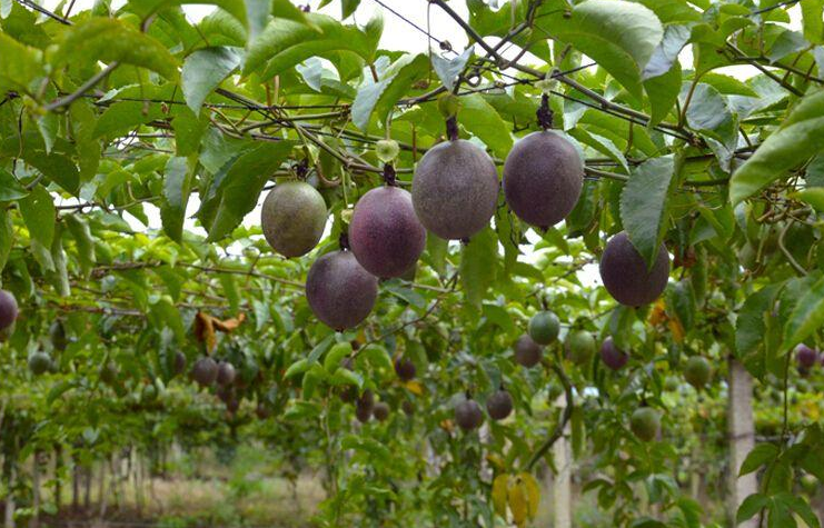 百香果不止泡水喝！這3種食用方式便捷又營(yíng)養(yǎng)，沒試過就out了