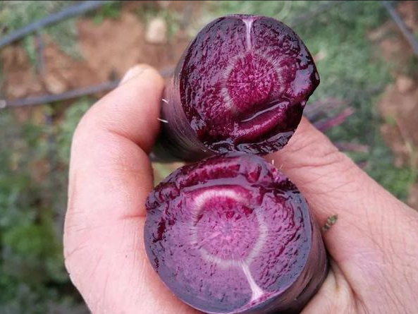 農(nóng)產(chǎn)品配送公司：既是蔬菜又是水果,這種紫色的胡蘿卜嗎？