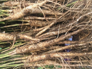 農產品配送中心：桔梗分為食用和藥用，桔梗根做成的泡菜嗎？