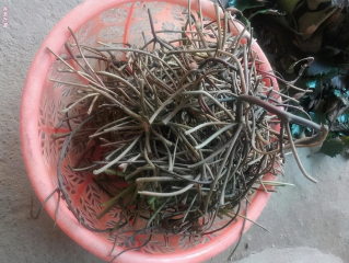 農(nóng)產(chǎn)品蔬菜配送：知道菱角的果實能吃，卻不知藤還能做菜！