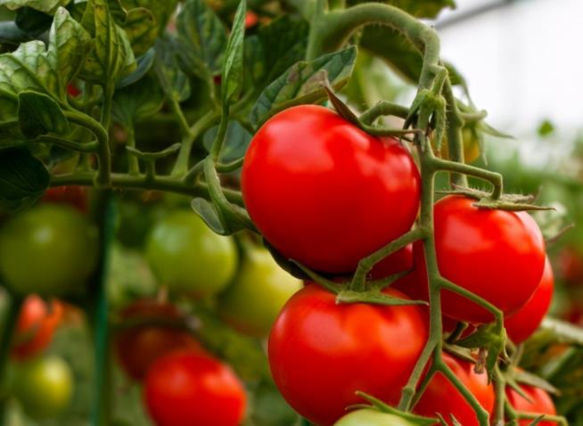 專業(yè)食材配送：這幾種農(nóng)作物，很適合農(nóng)民朋友們種植