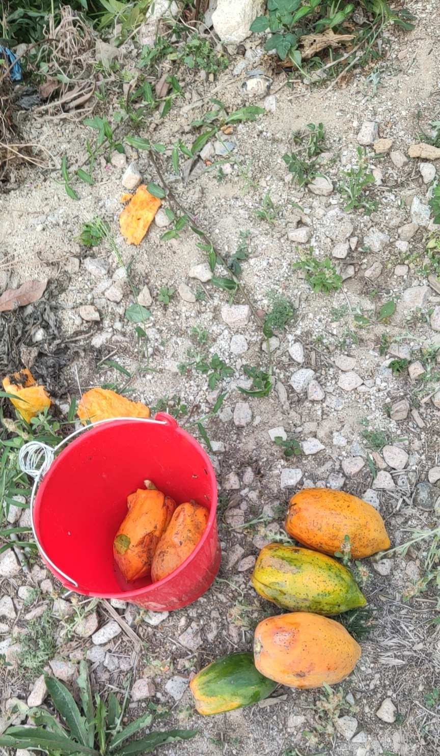 東莞新鮮食材配送：為什么現(xiàn)在的瓜果蔬菜沒(méi)味道了？