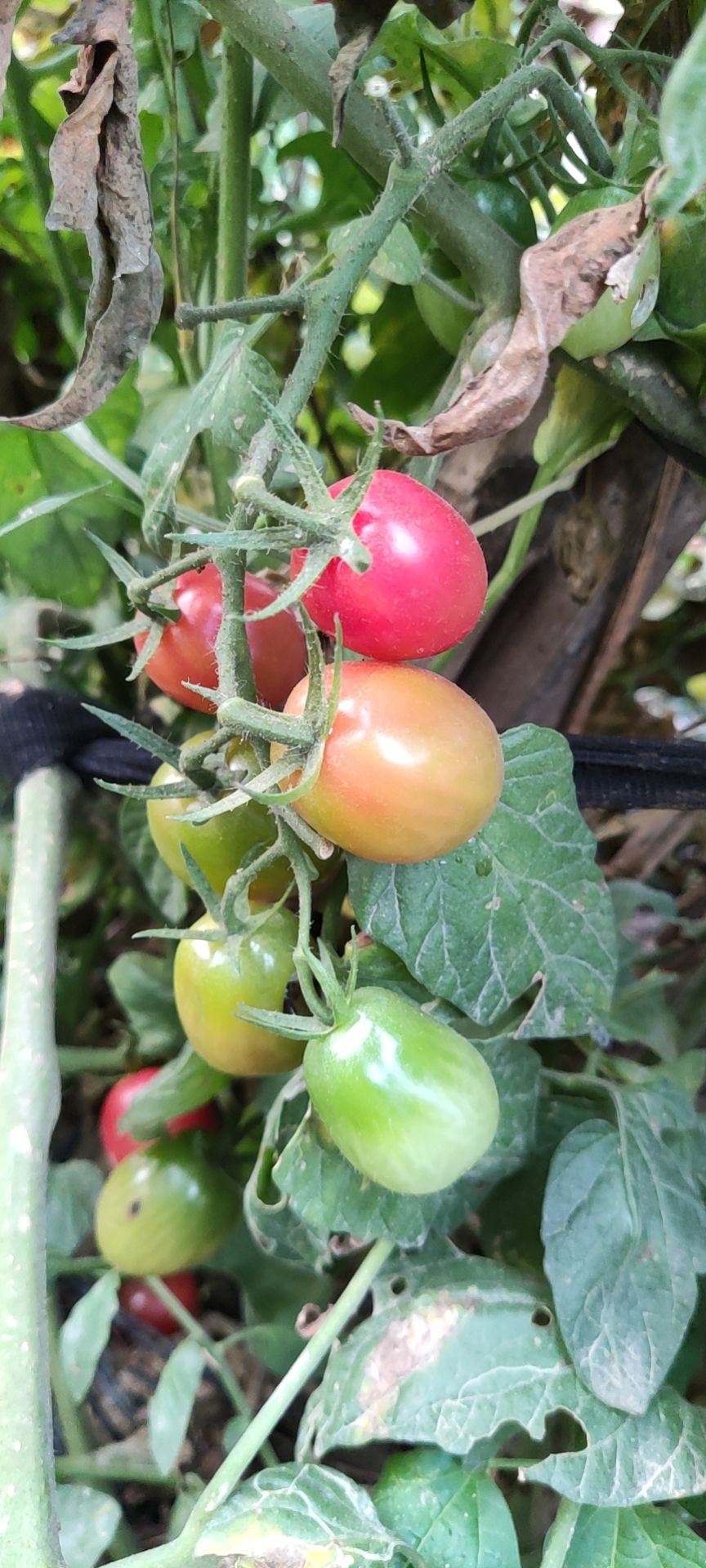 東莞新鮮食材配送：為什么現(xiàn)在的瓜果蔬菜沒(méi)味道了？