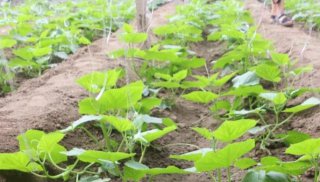 蔬菜苗期到底該不該沖肥？沖什么肥？東莞農(nóng)產(chǎn)品配送來解答