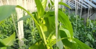 莖葉生長過旺不坐果，東莞農(nóng)產(chǎn)品配送公司建議試試這三招