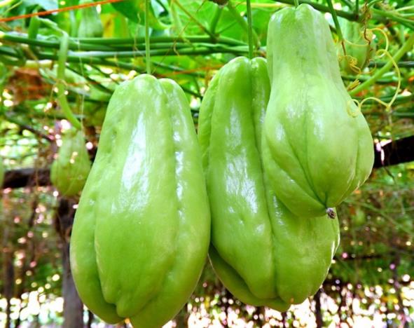 你知道南方人經(jīng)常吃的哪些蔬菜是北方?jīng)]有的？