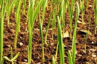 如何才能種出高質(zhì)量的大蒜？蔬菜配送教你一個絕招