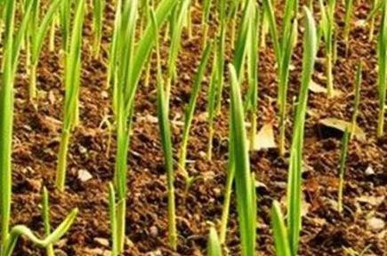 如何才能種出高質(zhì)量的大蒜？蔬菜配送教你一個絕招