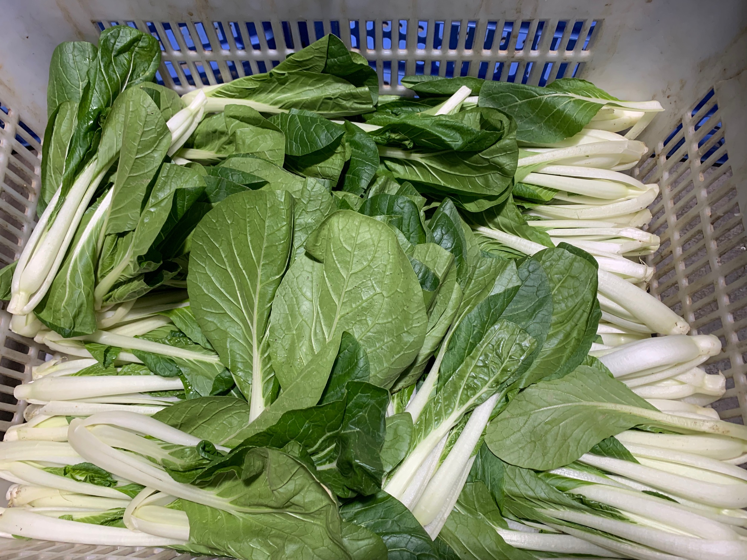 東莞市如何保證生鮮食品配送的安全，東莞市全面推行生鮮食品配送